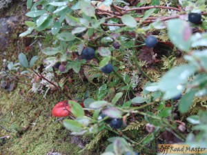 DSC02649.jpg DSC02649.jpg