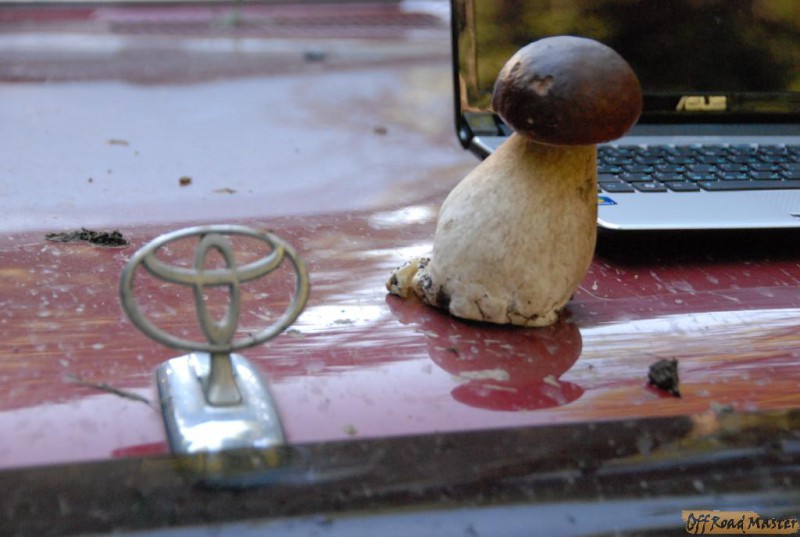 Горганы тоета гриб и ноут.JPG