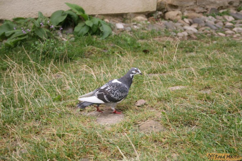 IMG_7819.JPG IMG_7819.JPG