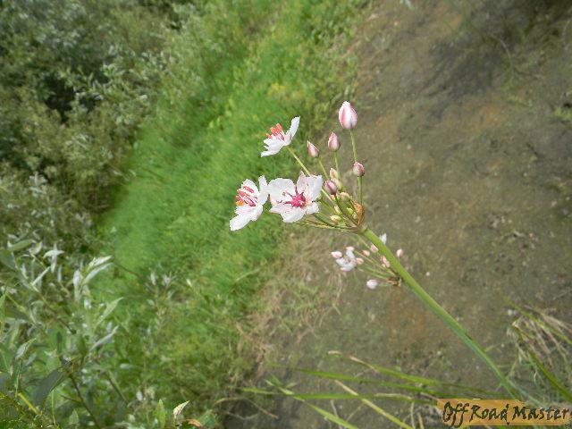 острова леточки 116.jpg