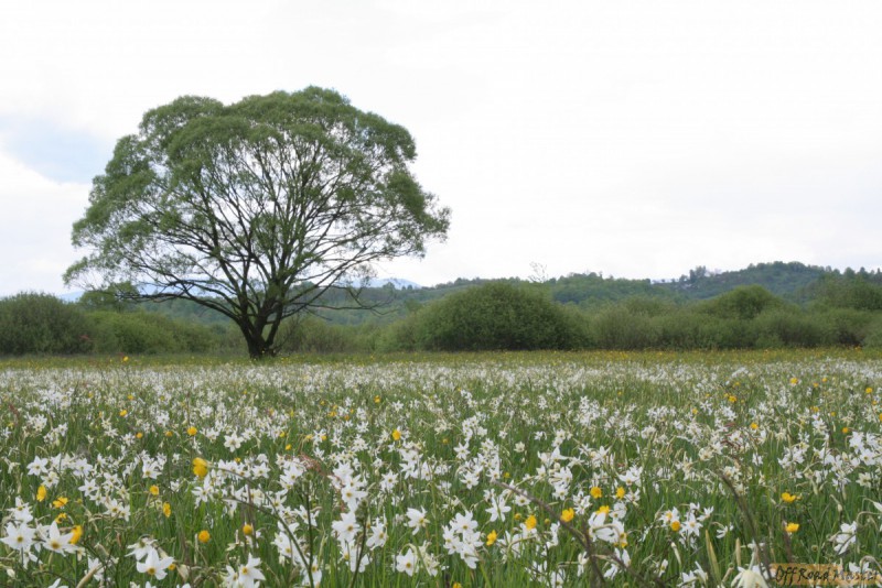 Долина нарциссов