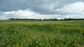 P1030647.JPG P1030647.JPG