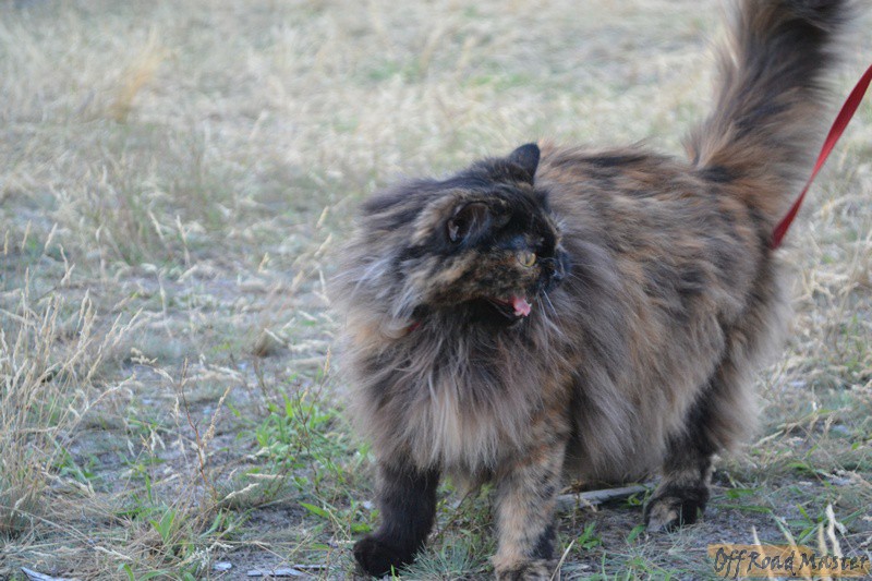 Изображение 065.jpg