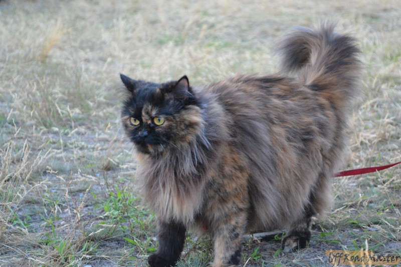 Изображение 066.jpg