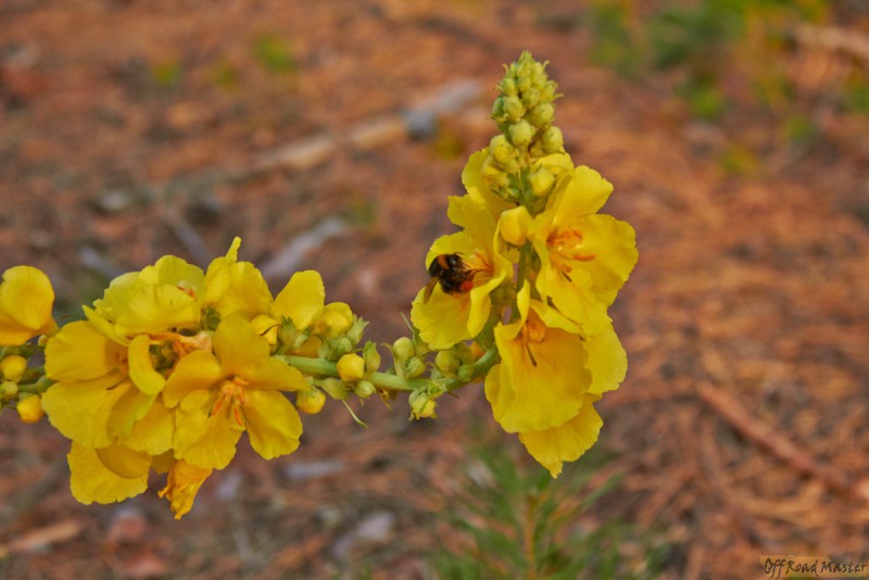 Фрифест 2013 129.jpg