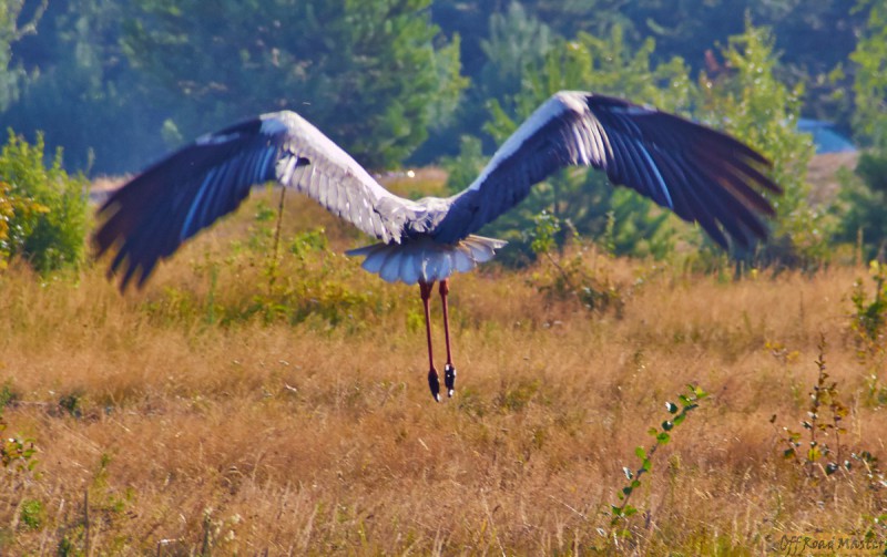 Фрифест 2013 371.jpg