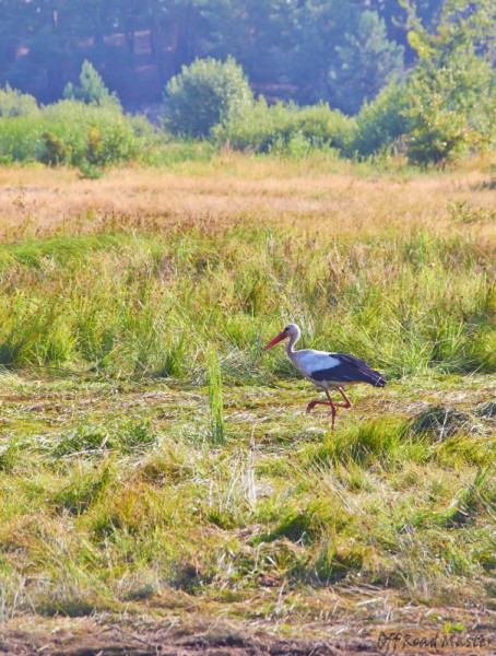 Фрифест 2013 370.jpg