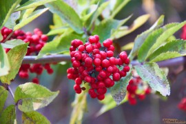 Фрифест 2013 368.jpg Фрифест 2013 368.jpg