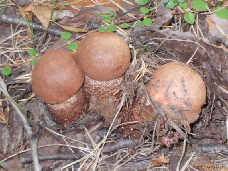 Арктик трофи  2013 033.jpg