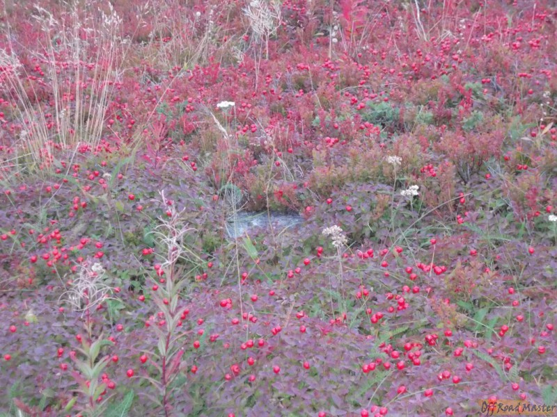 Арктик трофи  2013 224.jpg