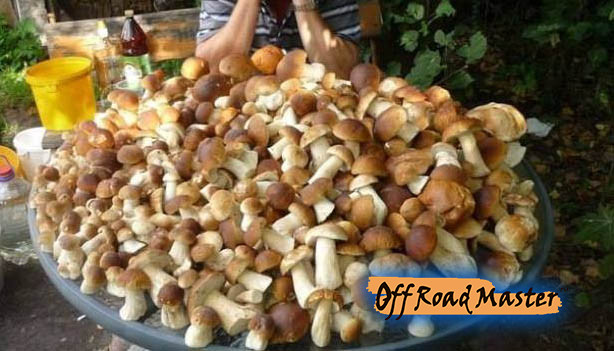 Gribi Karpat 2016min