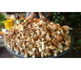 Gribi Karpat 2016min