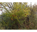 18102017167net 18102017167net