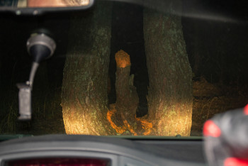 Гаплик (216).jpg Гаплик (216).jpg