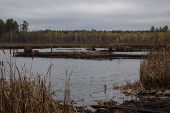 Гаплик (267).jpg Гаплик (267).jpg