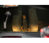 Гаплик (216).jpg