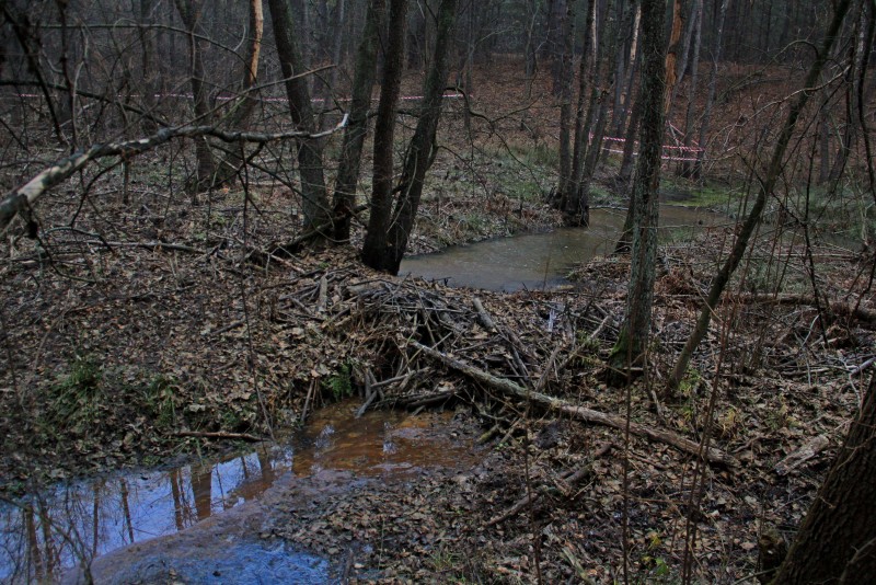 Бобрострой на СУ.jpg