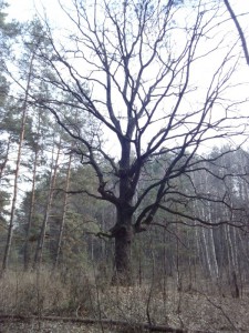 IMG_20150321_121728.jpg IMG_20150321_121728.jpg