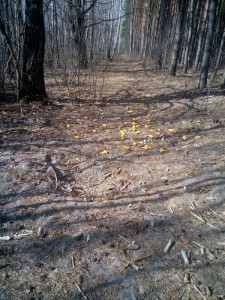 IMG 20150320 103922 IMG 20150320 103922