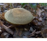 2015 10 03 10.41.20 2015 10 03 10.41.20