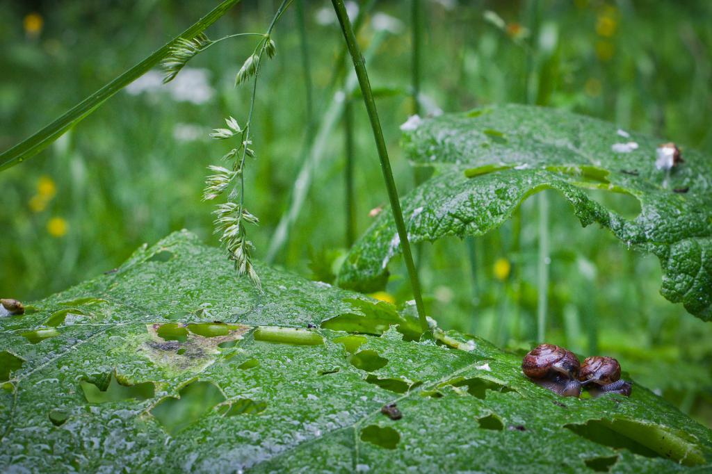 50 мм f1.4 USM1428336.jpg