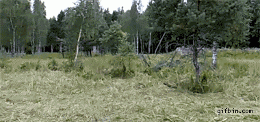 1296759777_camouflage.gif