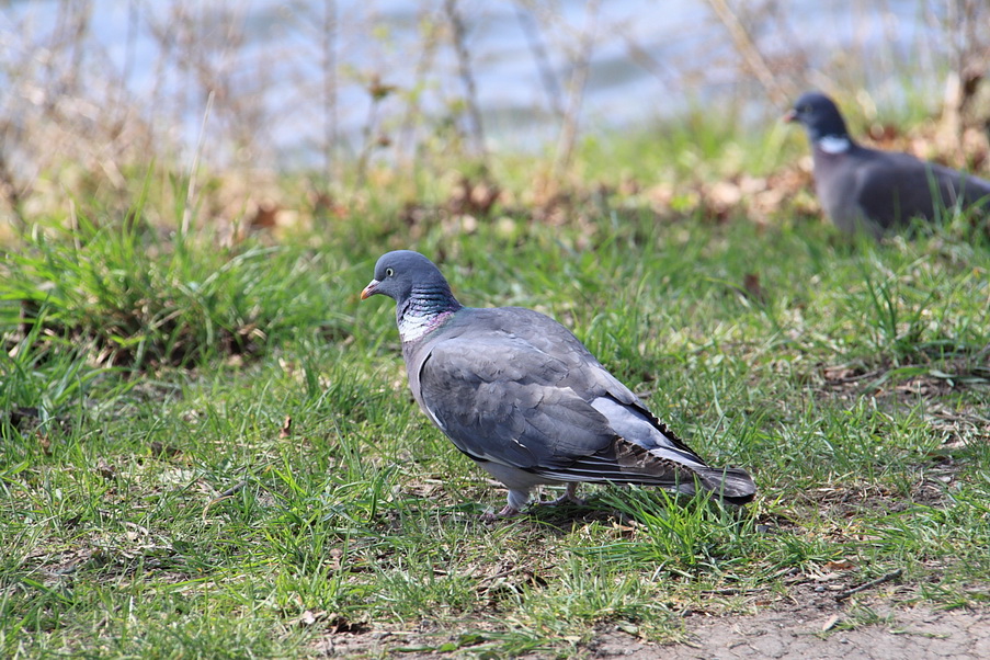 Никол IMG_1791.jpg