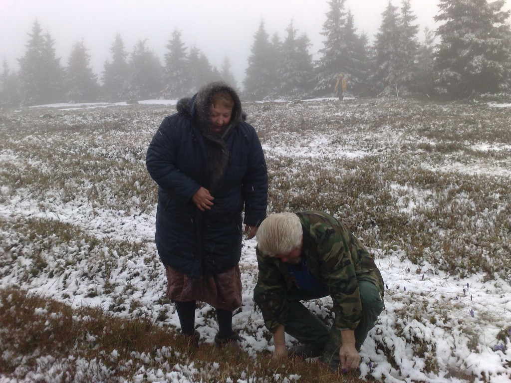 олени - картошка.jpg