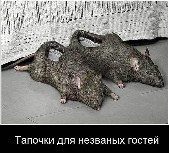 тапки гостевые.jpg