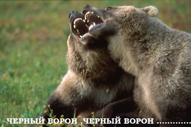 Черный ворон7.jpg