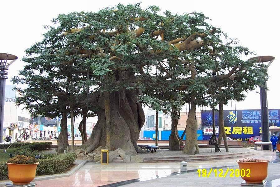 Tianjin Xingang 04.JPG