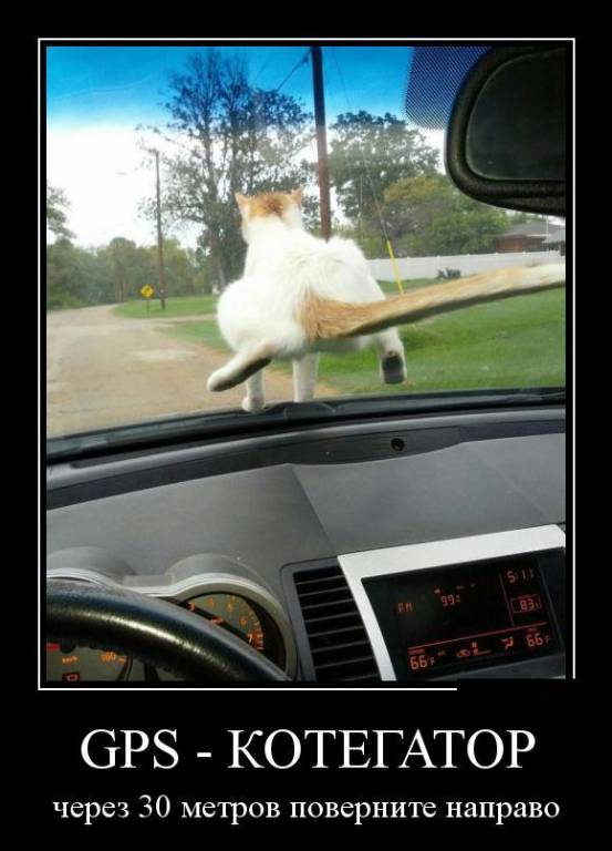 kot-gps.jpg