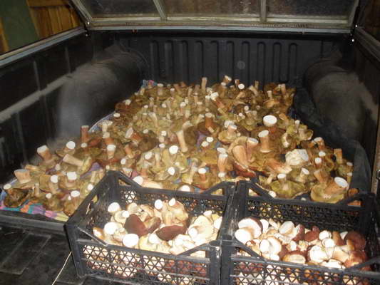 P9190248_новый размер.JPG