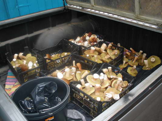 P9190249_новый размер.JPG