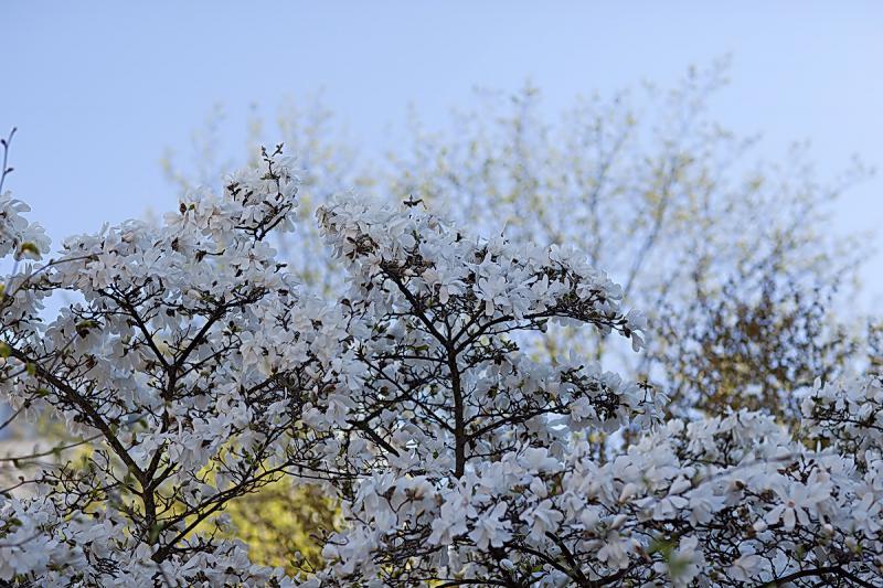 Мам Никол461051.jpg