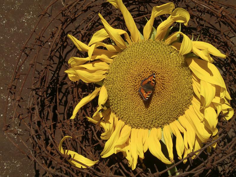 мама никол8e853e.jpg