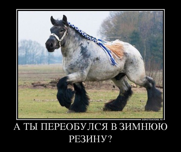 64631150_a-tyi-pereobulsya-v-zimnyuyu-rezinu.jpg