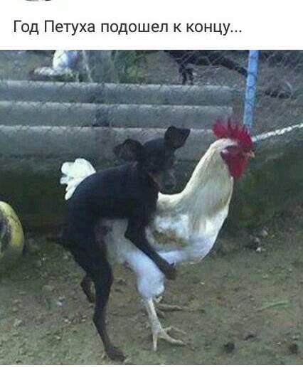 Петух Пес.jpg