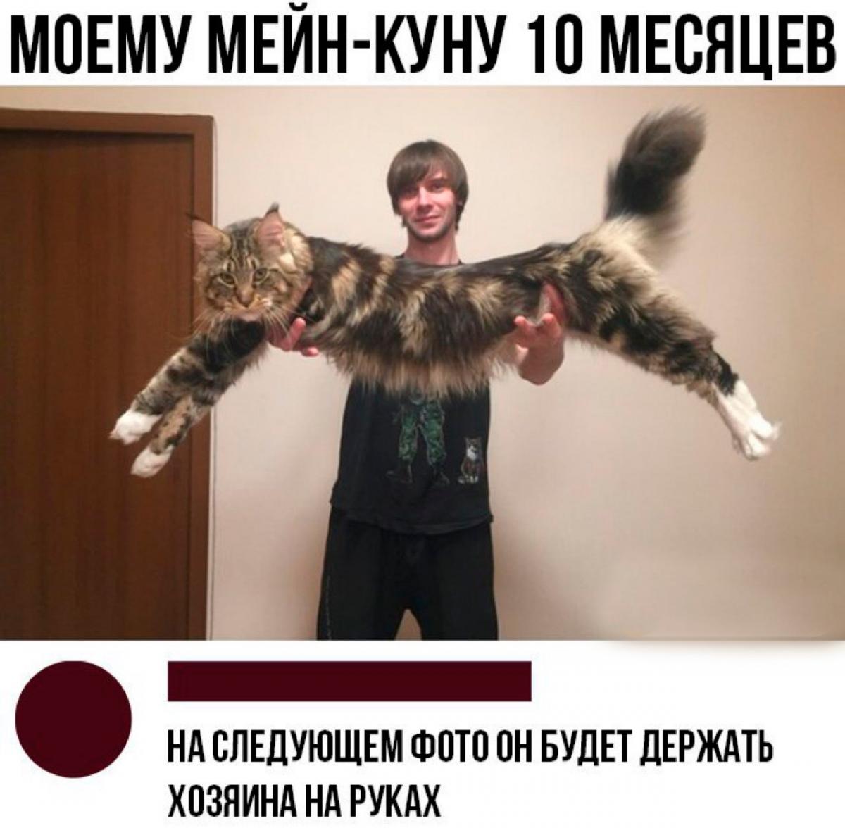 мейнкун.jpg