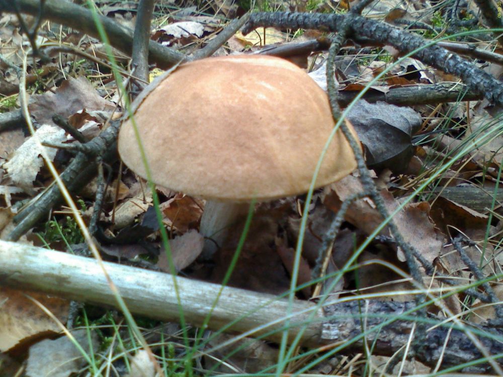 Подберёзовик.jpg